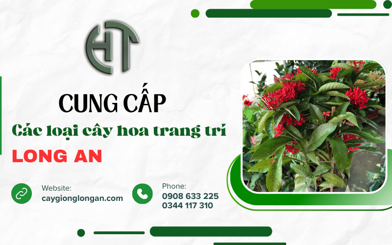cây hoa trang trí Long An