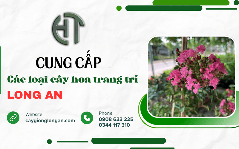 cây hoa trang trí Long An