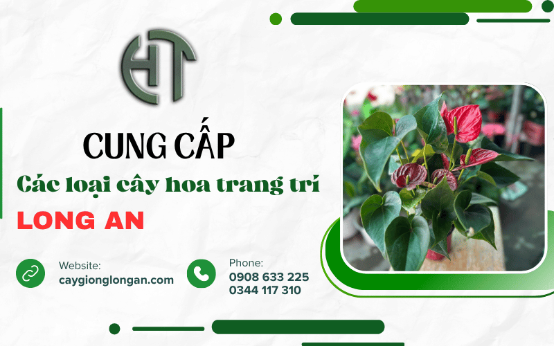 cây hoa trang trí Long An