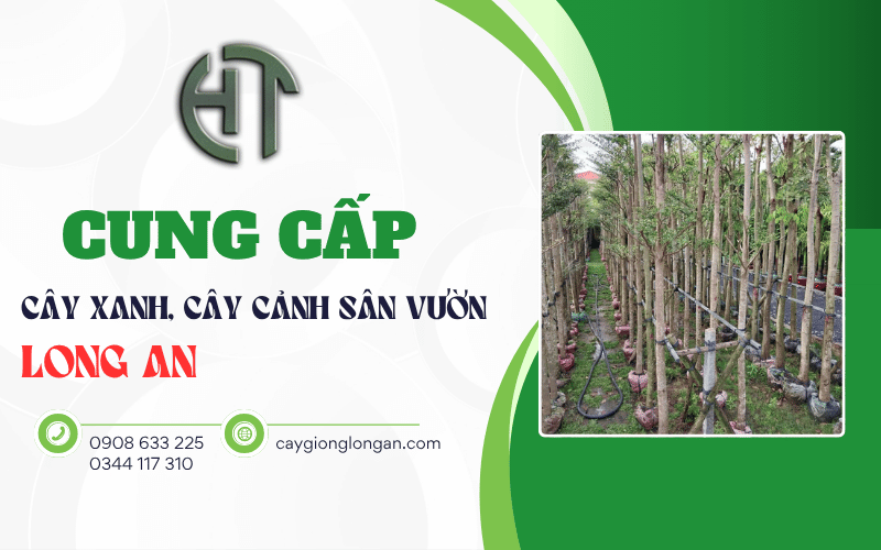 cung cấp cây xanh Long An
