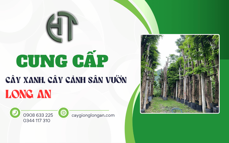 cung cấp cây xanh Long An