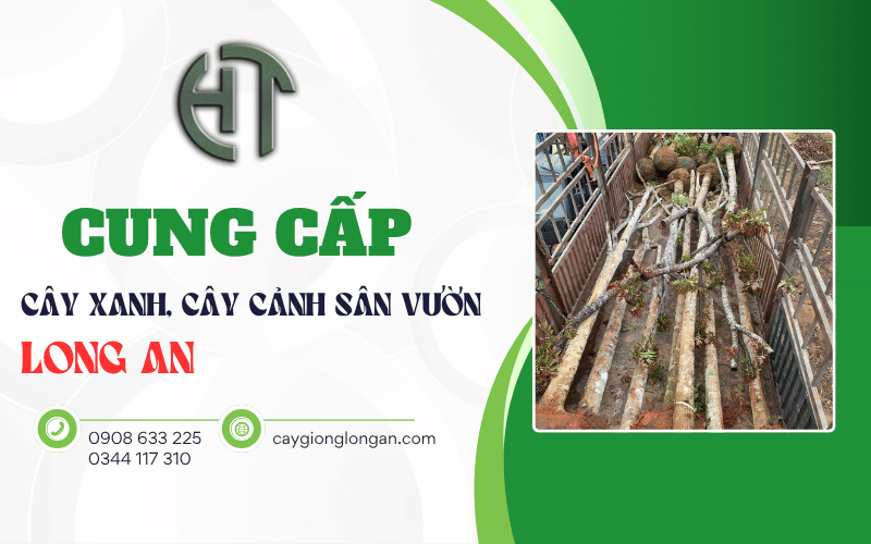 cung cấp cây xanh Long An