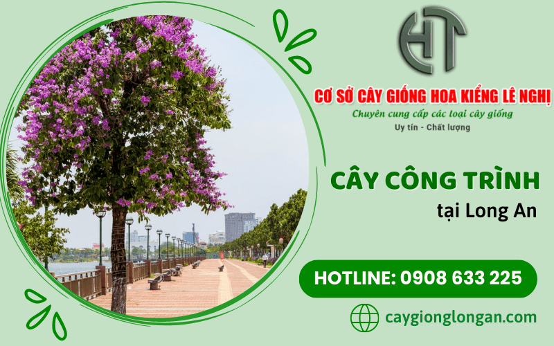 cây công trình