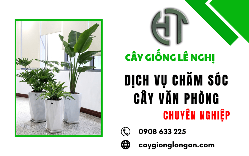 dịch vụ chăm sóc cây văn phòng