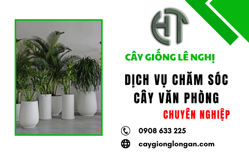 dịch vụ chăm sóc cây văn phòng