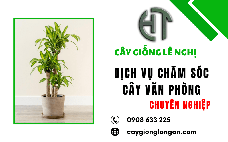 dịch vụ chăm sóc cây văn phòng