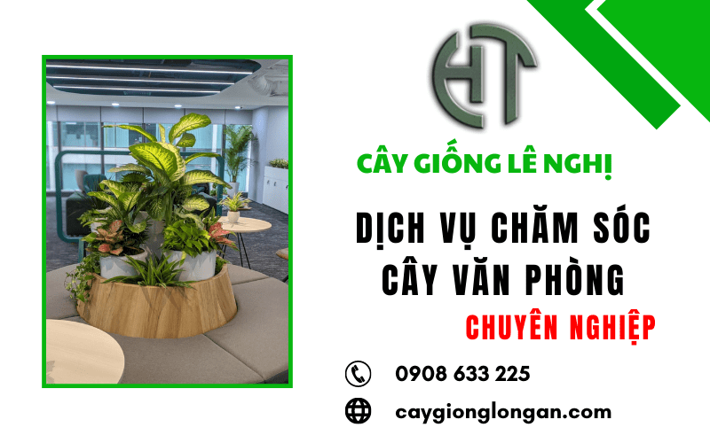 dịch vụ chăm sóc cây văn phòng