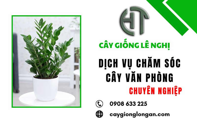 dịch vụ chăm sóc cây văn phòng