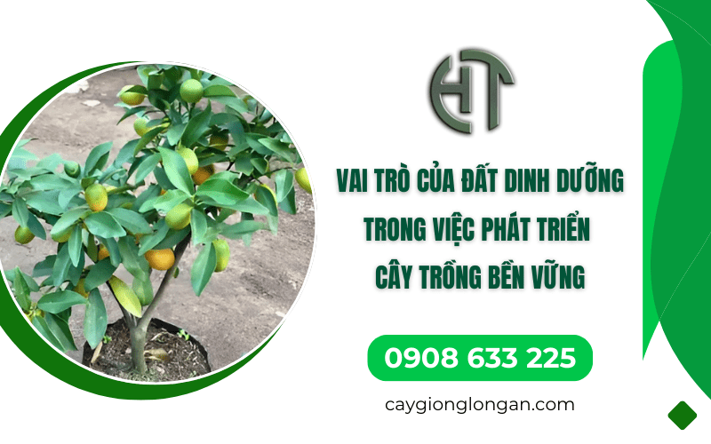 Đất dinh dưỡng 