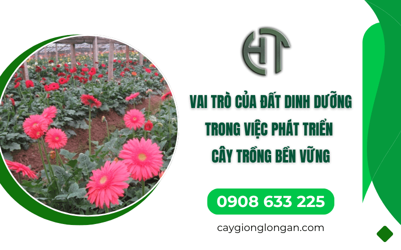 Đất dinh dưỡng 