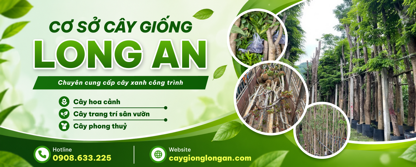 Cây cảnh Long An