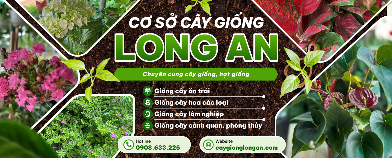 Cây giống Long An