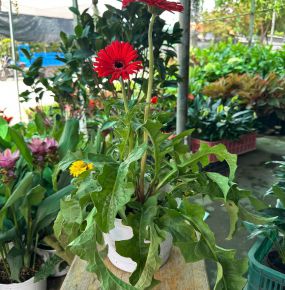 Cấy hoa Đồng Tiền
