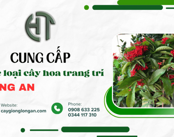 Cung cấp các loại cây hoa trang trí tại Long An