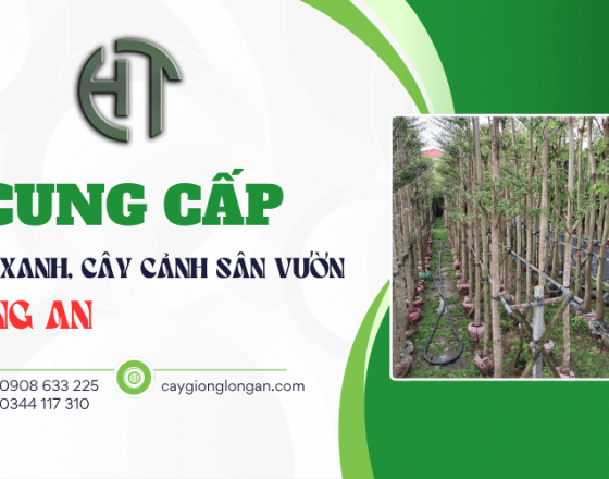 Cung cấp cây xanh, cây cảnh sân vườn tại Long An