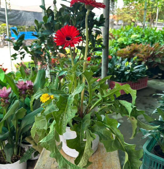 Cấy hoa Đồng Tiền