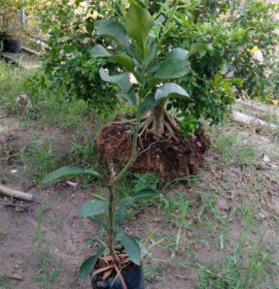 BƯỞI DA XANH GHÉP MẮT