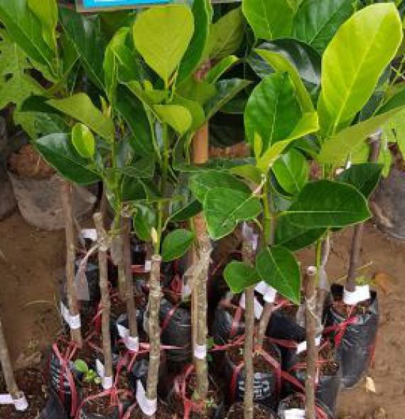 MÍT RUỘT ĐỎ