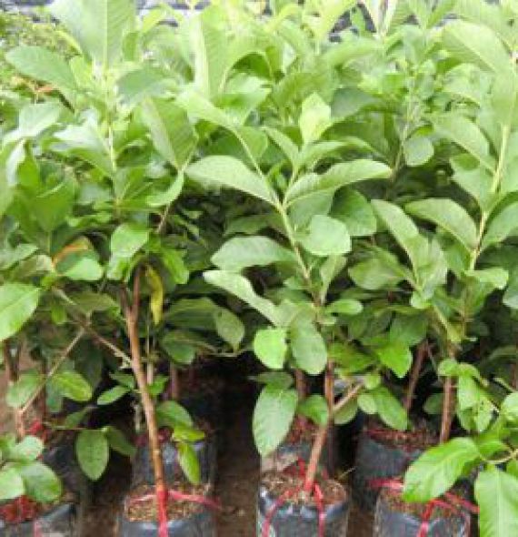 ỔI LÊ ĐÀI LOAN