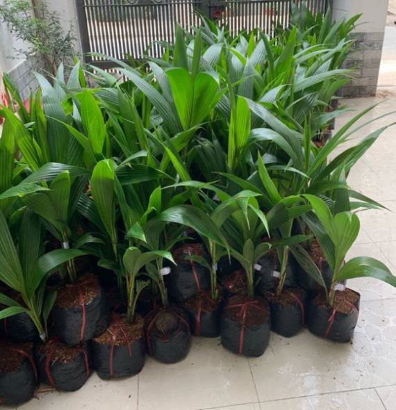 DỪA DỨA