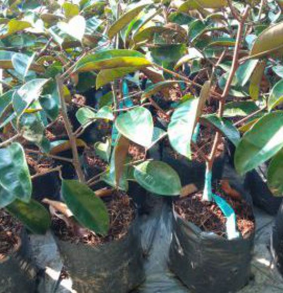 VÚ SỮA LÒ RÈN