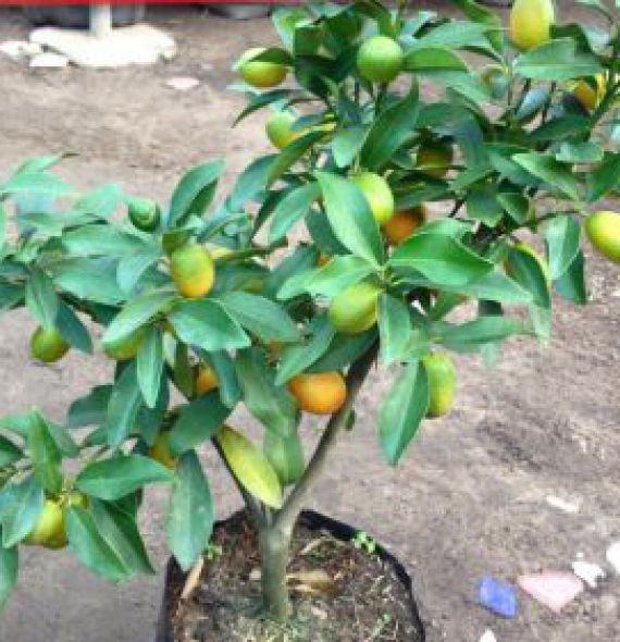 TẮC MỸ