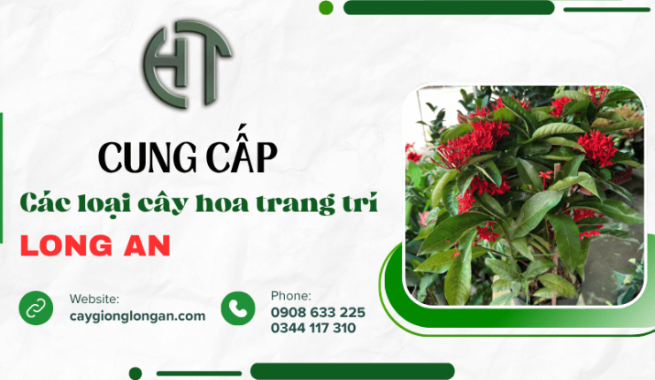 Cung cấp các loại cây hoa trang trí tại Long An