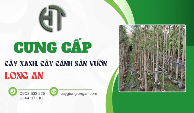 Cung cấp cây xanh, cây cảnh sân vườn tại Long An