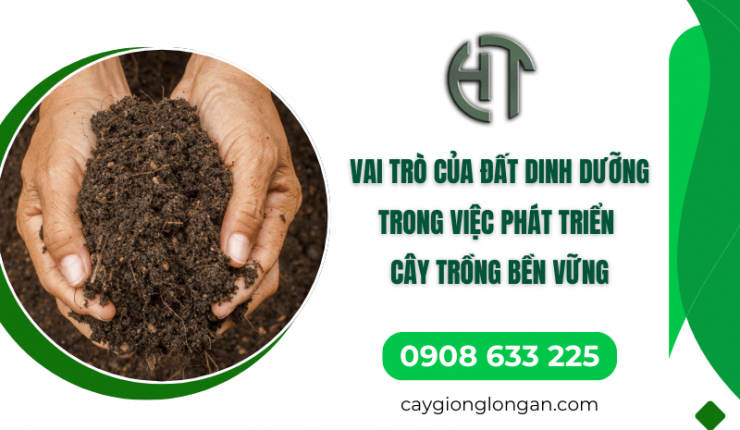 Vai trò của đất dinh dưỡng trong việc phát triển cây trồng bền vững